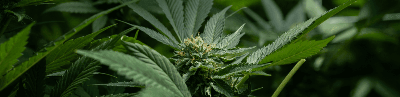 Nahaufnahme einer Cannabispflanze