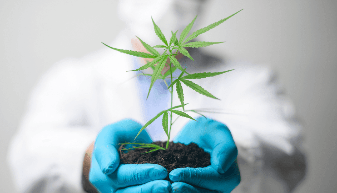 Pharmazeutin überprüft Cannabispflanze