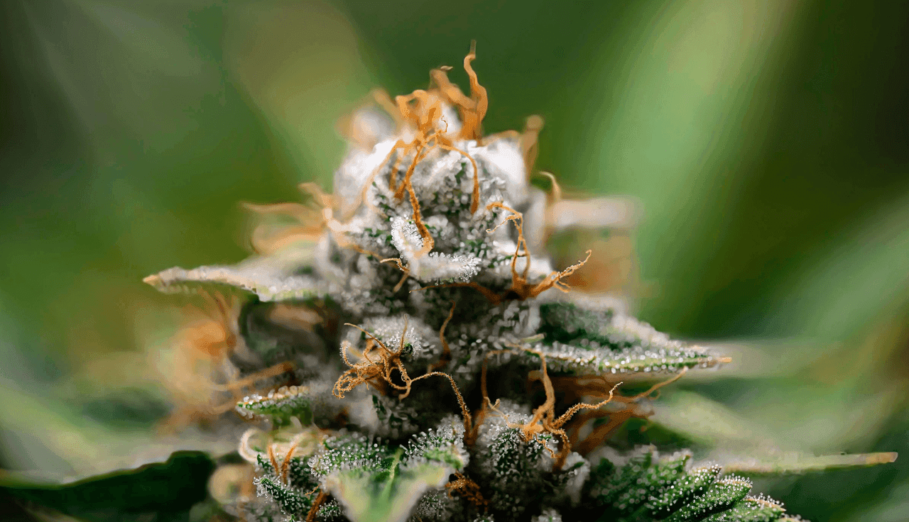 Foto einer Cannabisblüte in Nahaufnahme